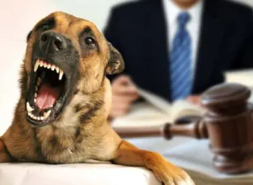 Attorney handling a dog bite case, picturing an aggressive looking dog