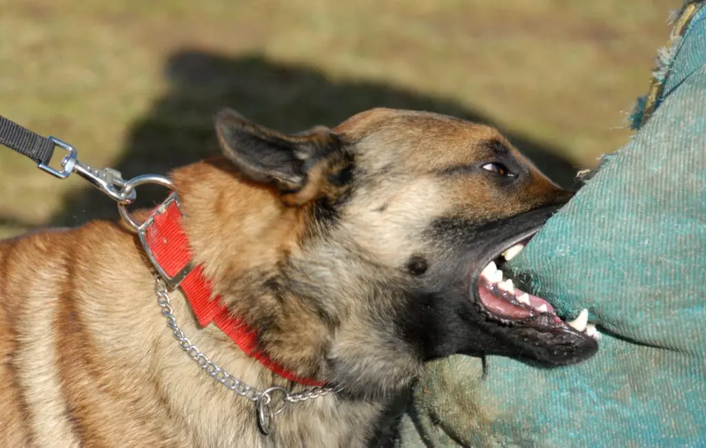 brown and black dog with a red collar biting someone's leg